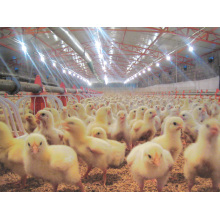 Hangar de volaille avec équipement automatique de poulet